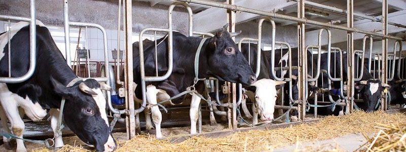 Содержание коров и скота